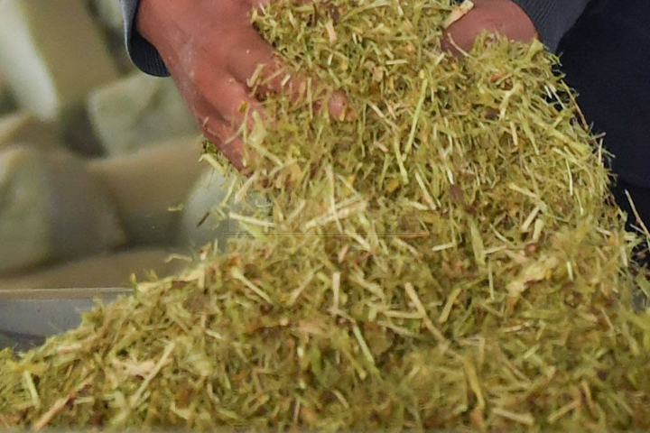 生物質(zhì)烘干機(jī)廠家鄭州東鼎干燥開發(fā)了大型檸條烘干機(jī)成套設(shè)備，實(shí)現(xiàn)了檸條資源規(guī)?；弥?。